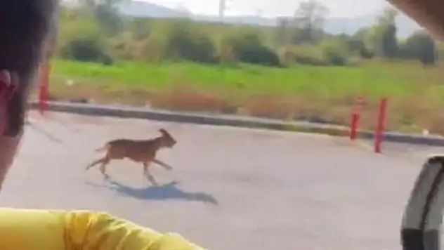 Pitbull cinsi köpeği sokağa terk eden şahsa 40 bin 860 lira ceza
