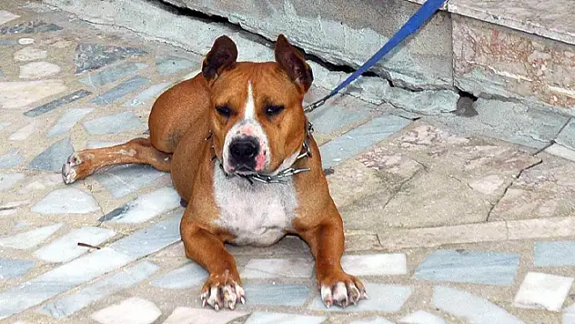 Pitbull cinsi köpeğinin kediyi öldürmesine izin veren kişi gözaltına alındı
