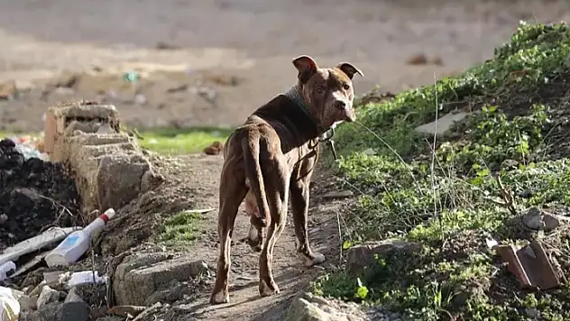 Pitbull saldırısında yaralanan 3 kişi hastaneye kaldırıldı
