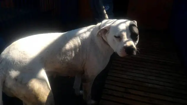 Pitbull ve Dogo cins köpek yetiştirene 16 bin TL ceza kesildi