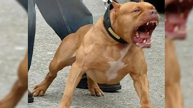 Pitbullar neden saldırır? Tehlikeli bir tür mü? Neden yasak?