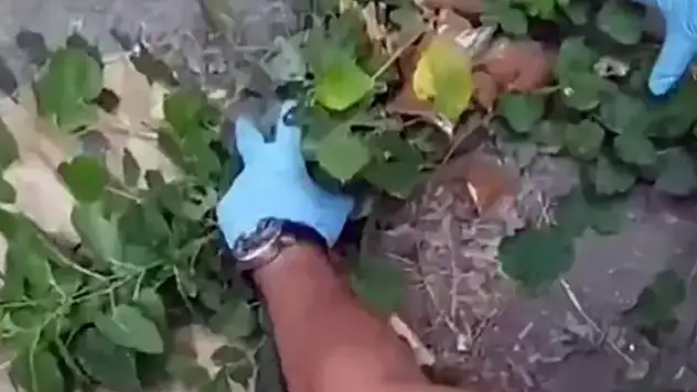 Polisi görünce uyuşturucuyu çalıların arasına atan torbacılar tutuklandı

