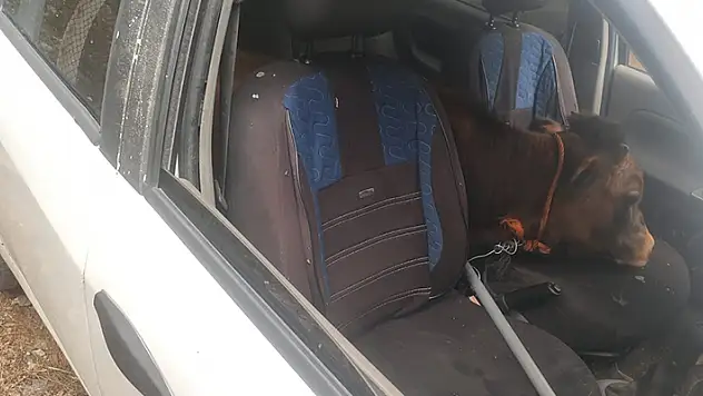 Polisin 'dur' ihtarına uymayıp kaçan otomobilden çalıntı 'dana' çıktı
