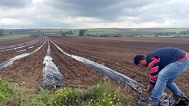 Poşetleme sistemi ile kuraklığı yendi 10 ton karpuz elde etti

