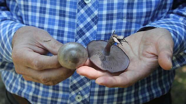 Profesörden 'ölüm meleği' mantarı uyarısı
