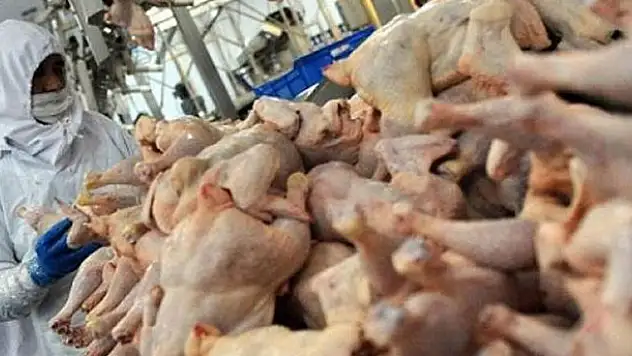 Rekabet Kurumu'ndan 10 beyaz et üreticisine ceza!