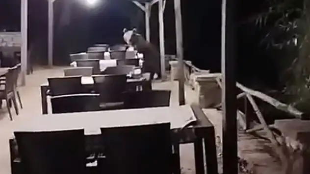 Restoranın bahçesine girip şekerleri yiyen ayı kamerada
