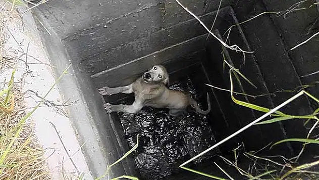 Rögara düşen köpek kurtarıldı