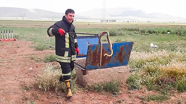 Rögardan çıkarılan yılanlar tekrar doğaya salındı