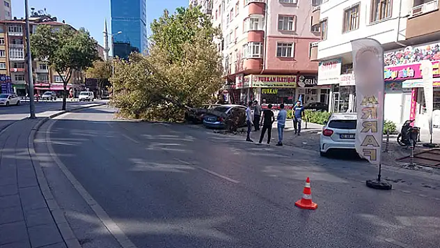 Römorkun çarptığı ağaç otomobillerin üzerine devrildi