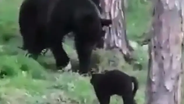 Rusya'da cesur kedi, sahiplerine doğru ilerleyen ayıya geçit vermedi! Kedinin ayıyı korkutup kaçırdığı anlar...
