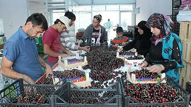 Rusya'daki kriz ve yağış 'Türk kirazı'nı vurdu