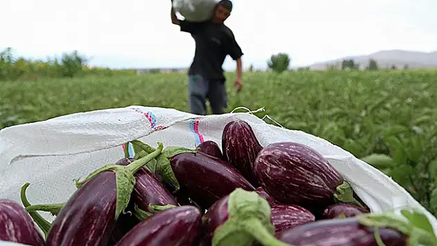 Rusya'dan Türk patlıcanına ithalat engeli