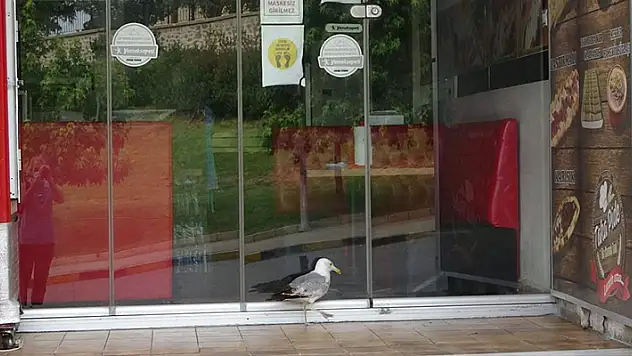 Sabah saatlerinde dükkanın önüne gelen aç martı, pidecinin açılmasını bekledi