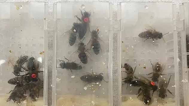 Sabiha Gökçen Havalimanı'nda karniyol cinsi 1240 canlı arı ele geçirildi
