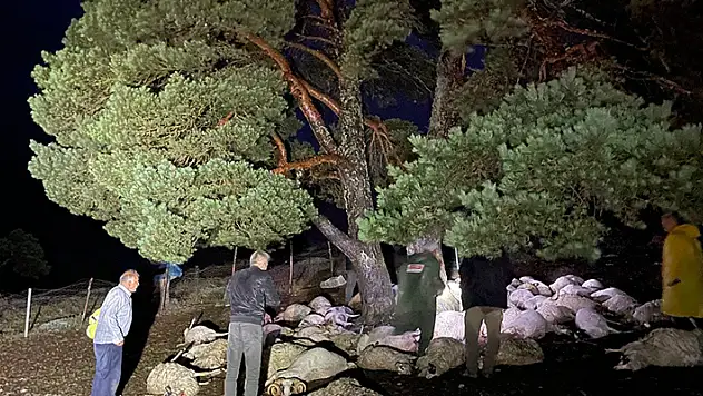 Sağanak sırasında yıldırım düştü, ağacın altındaki 76 koyun öldü
