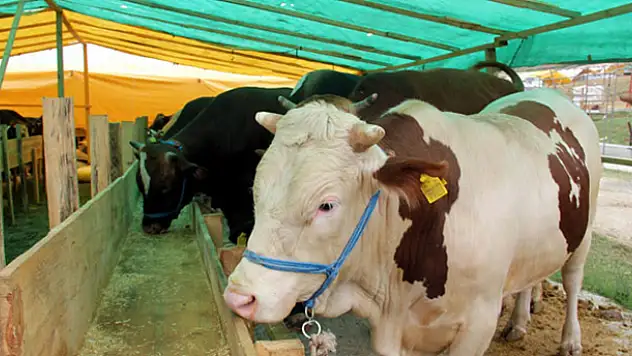 Sağlıklı kurban seçimi için uzmanlardan uyarı
