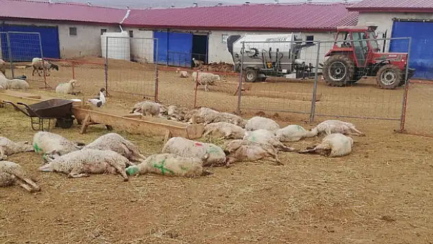 Sahibi sabah ahıra girince hayatının şokunu yaşadı! Konya'da 300 koyun telef oldu