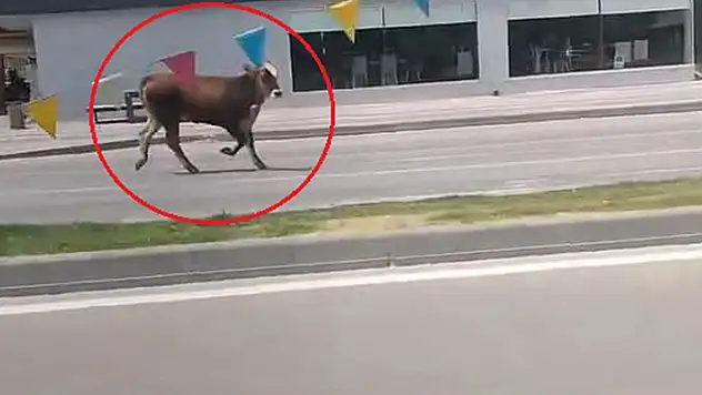 Sahibinin elinden kaçan kurbanlık, trafiği birbirine kattı
