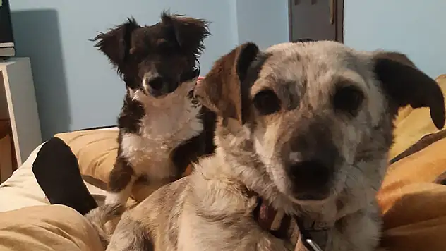 Sahipli köpeği öldüren sanığa 2,5 yıl hapis