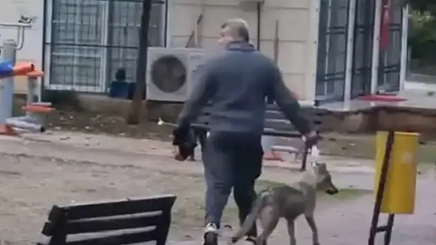 Sahipsiz 2 kurt köpeği, tasmayla gezdirilen evcil köpek ile sahibine saldırdı