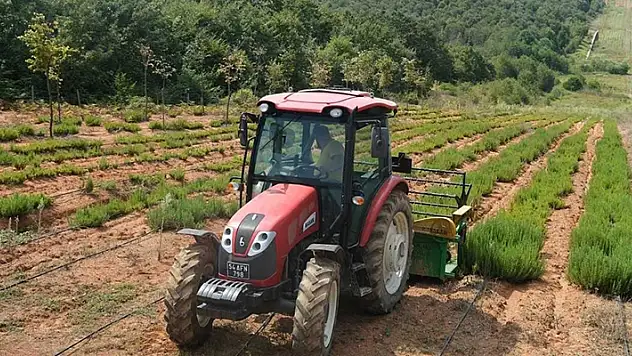 Sakarya Botanik Vadisi'nde üretilen biberiyede yüksek rekolte bekleniyor
