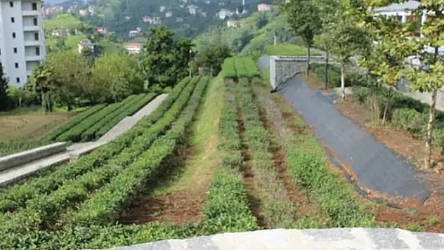 Sakarya'da botanik vadisi yaptırılacak

