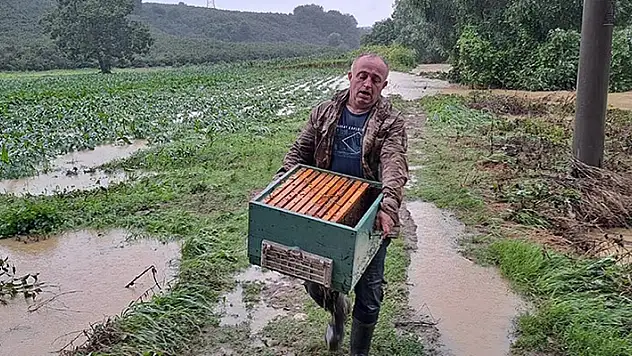 Sakarya'da sağanak nedeniyle su altında kalan kovanlardaki arılar telef oldu
