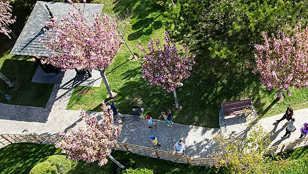 Sakuralar Konya'da çiçek açtı, görüntüler hayran bıraktı