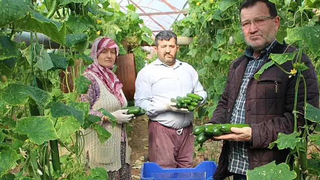 Salatalığın büyükşehirlerde yüksek fiyattan satılması tartışmalara yol açtı
