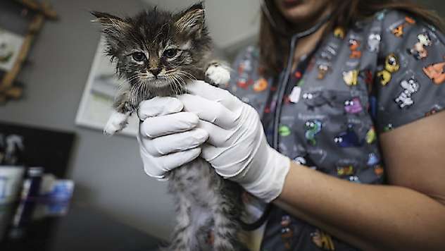 Salgına neden olan kedi koronavirüsü için PCR kiti geliştirildi

