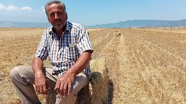 Saman en değerli hayvan yemi hâline geldi