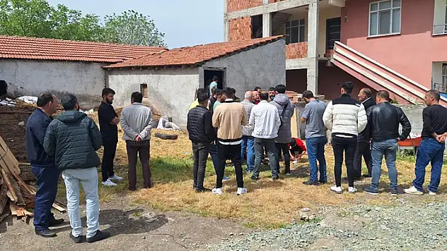 Samsun'da başıboş köpek dehşeti: 12 buzağı ve 1 oğlak telef oldu
