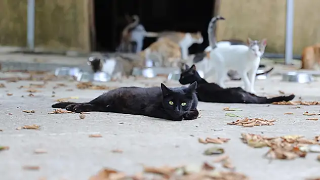 Samsun'daki 'Kedi Kasabası'nda kediler için ideal ortam sağlanıyor
