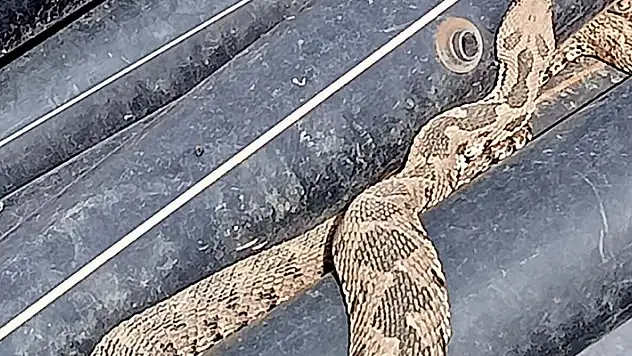 Sanayiye getirilen traktördeki su borusundan zehirli engerek yılanı çıktı
