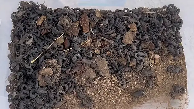 Şanlıurfa'da 270 akrep ele geçirildi
