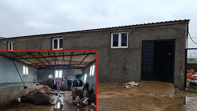 Şanlıurfa'da ahıra düşen yıldırım 3 büyükbaş hayvanı telef etti
