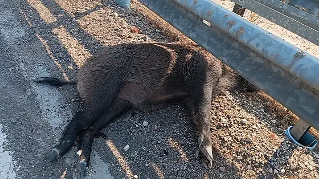 Şanlıurfa'da aracın çarptığı 2 yaban domuzu telef oldu
