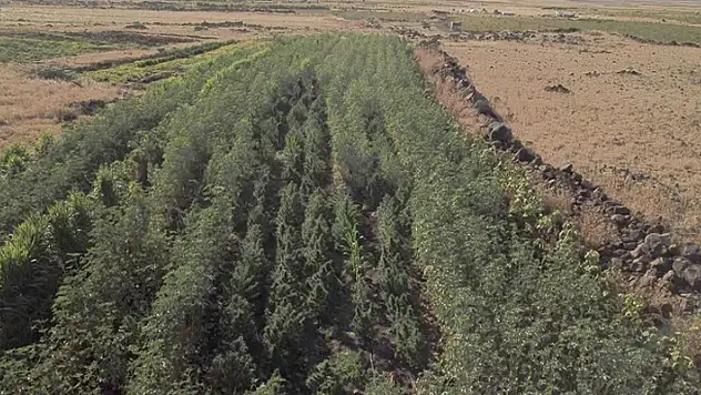 Şanlıurfa'da bamya tarlasına Hint keneviri operasyonu!
