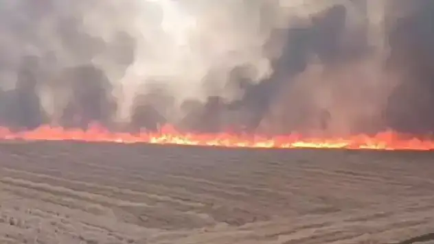 Şanlıurfa'da çıkan yangında tam 100 dönem arazi alev alev yandı
