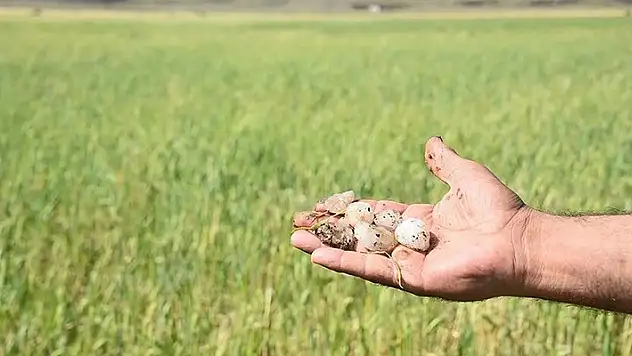 Şanlıurfa'da dolu yağışı ekili tarlalara zarar verdi
