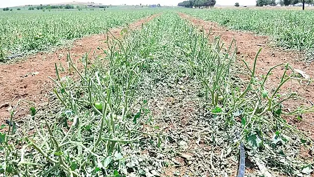 Şanlıurfa'da sağanak ve dolu, sera ve tarlalara zarar verdi

