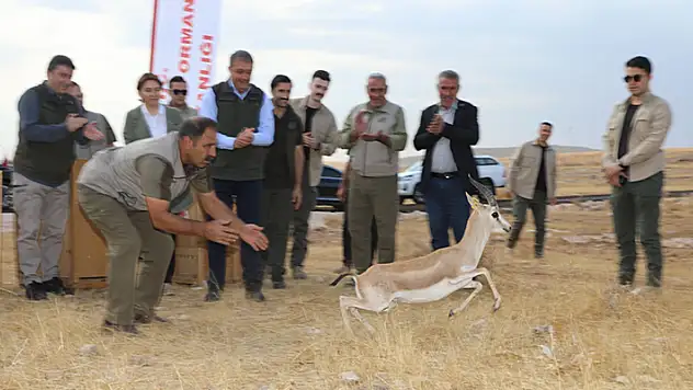 Şanlıurfa dağlarındaki ceylan sayısı 413'e ulaştı

