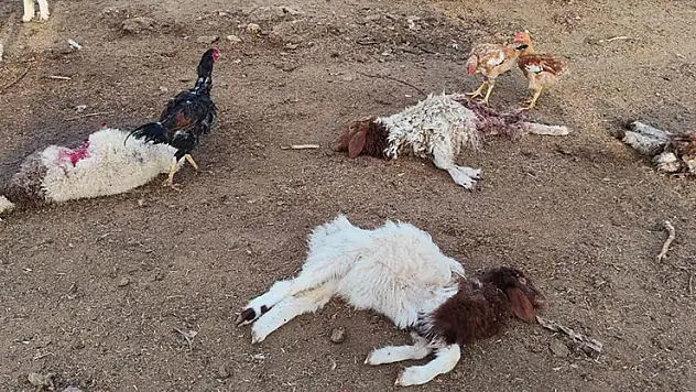 Şanlıurfa'da başıboş köpekler 33 kuzuyu telef etti