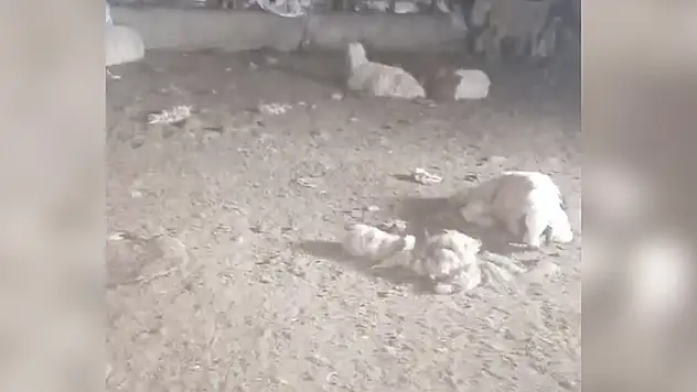Şanlıurfa'da başıboş köpeklerin saldırdığı 29 kuzu telef oldu