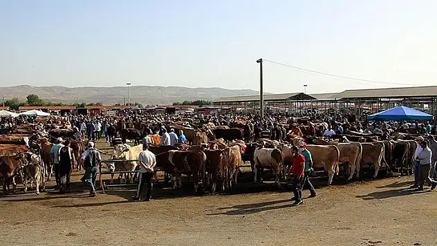 Şap hastalığı nedeniyle kapatılan hayvan pazarlarının açılmasına devam ediliyor