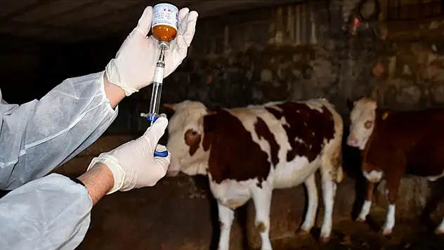 Şap hastalığına karşı aşı dozu bu yıl 3'e yükseltildi
