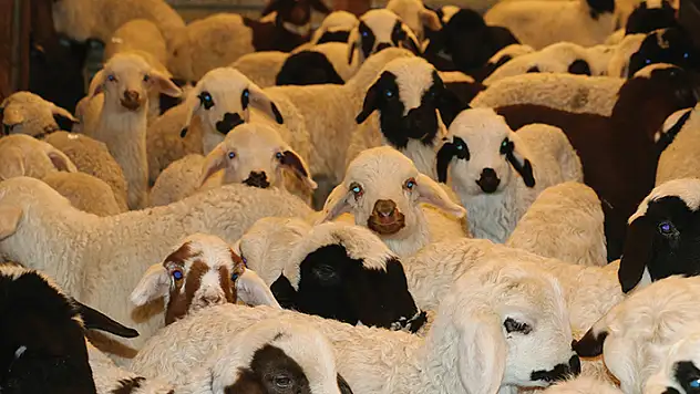 Şap virüsü alarmı! Hayvan satışı yapana 46 bin lira ceza gelecek