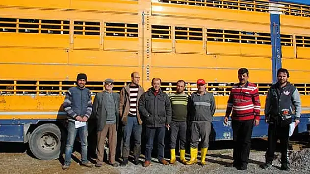 Sarayönü'nde 2 bin gebe süt sığırı dağıtılacak