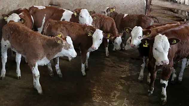 Şarbon hastalığı için hayvan sahiplerine tazminat ödenecek
